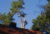 Baumarbeiten Hirschhorner Weg Zehlendorf